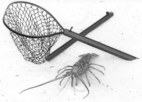 Image of Caribbean Spiny Lobster