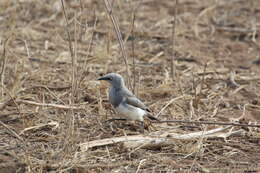 Image of Fischer's Starling