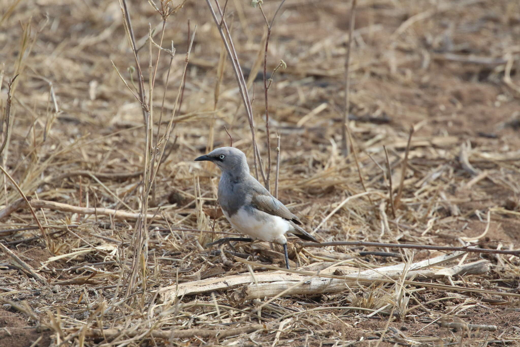 Image of Fischer's Starling