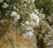 Image of squinancywort