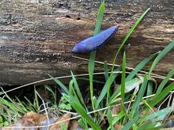 Image of Carpathian blue slug