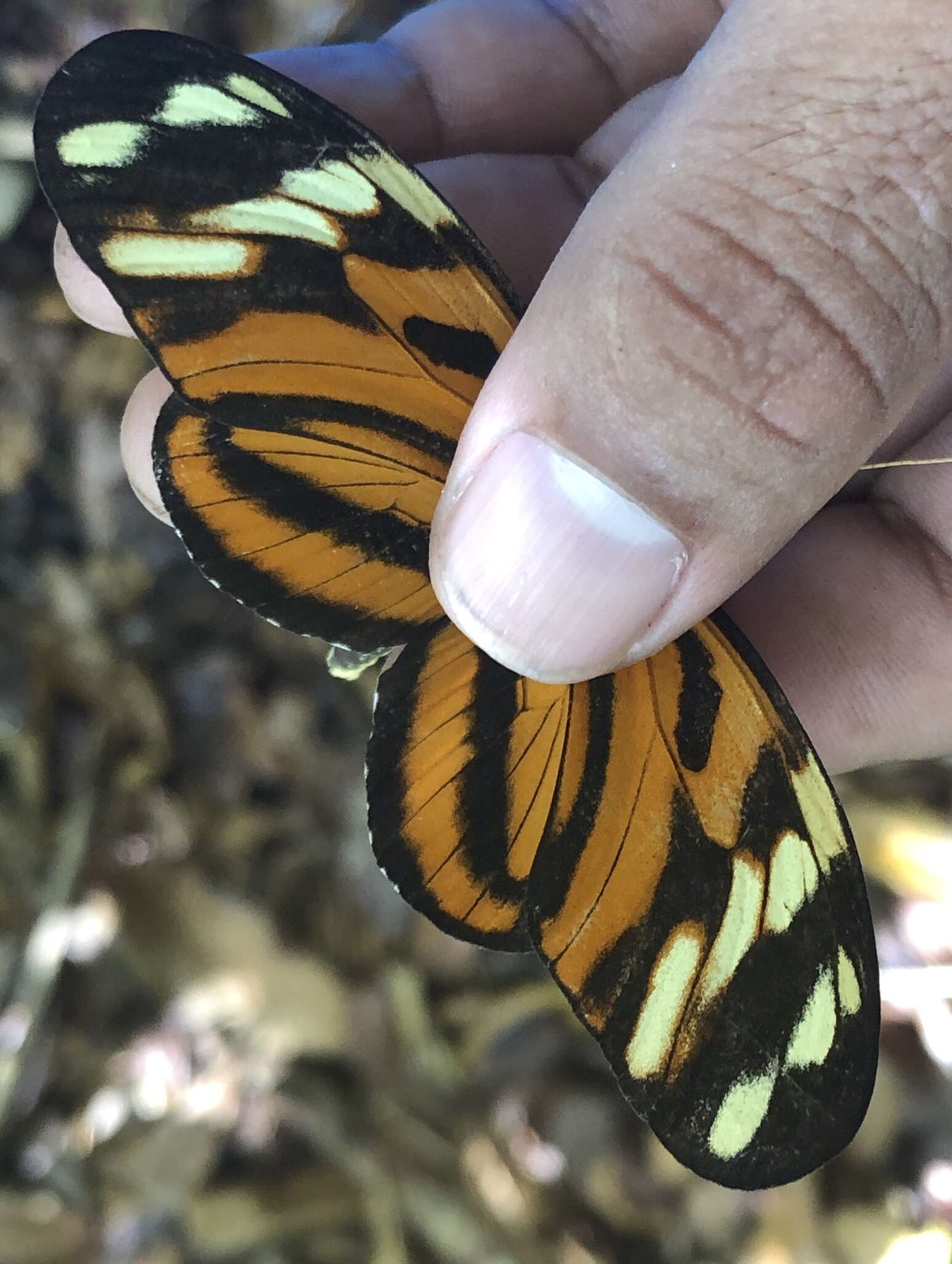 Image of Heliconius ismenius telchinia Doubleday (1847)