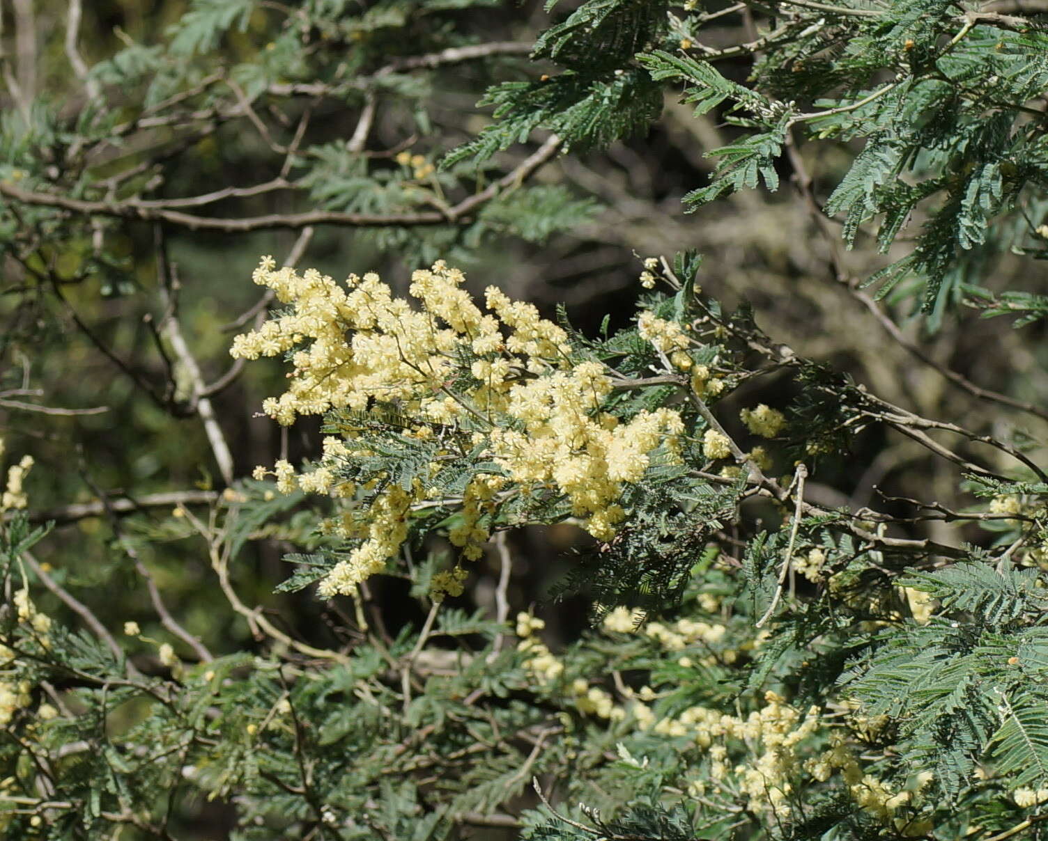 Plancia ëd Acacia dealbata Link