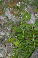 Plancia ëd Erigeron acris subsp. angulosus (Gaudin) Vacc.