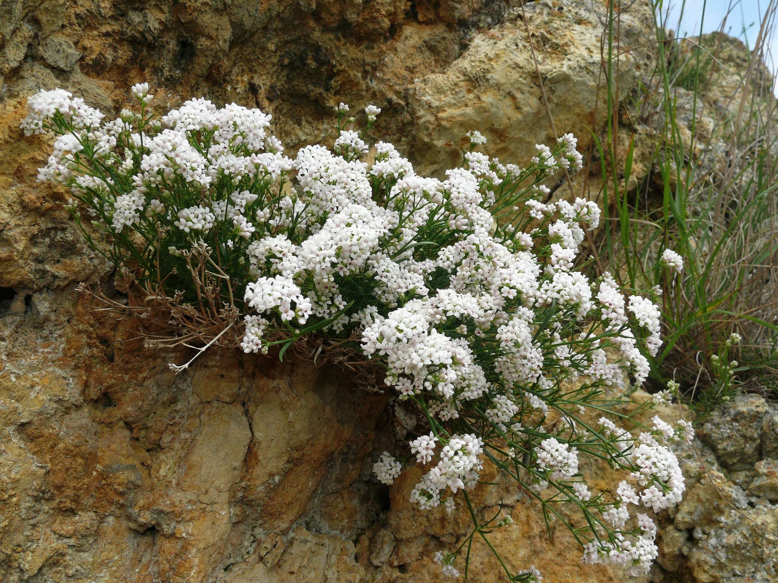 Image of squinancywort