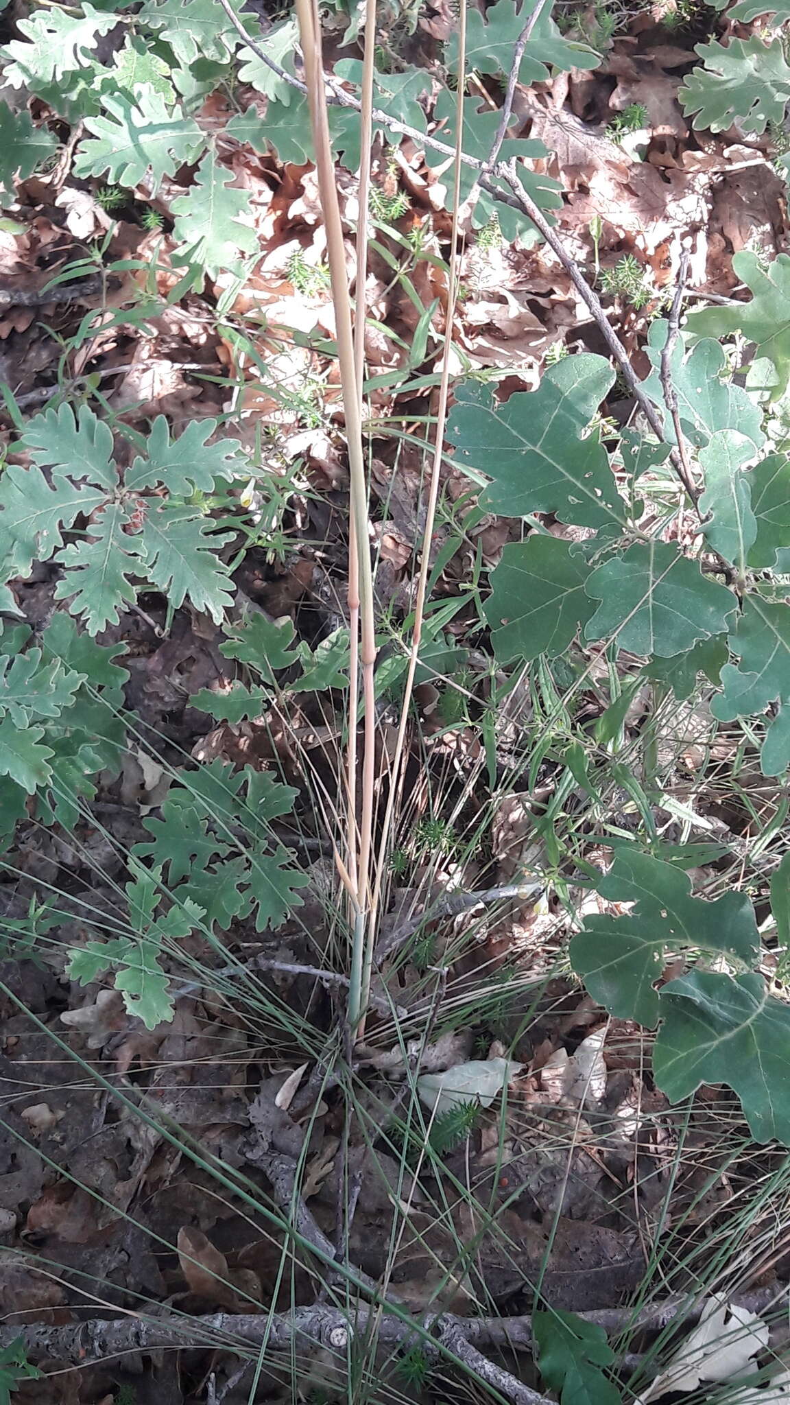 Image of Festuca paniculata (L.) Schinz & Thell.