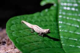 Image of Pygmy stump-tailed chameleon