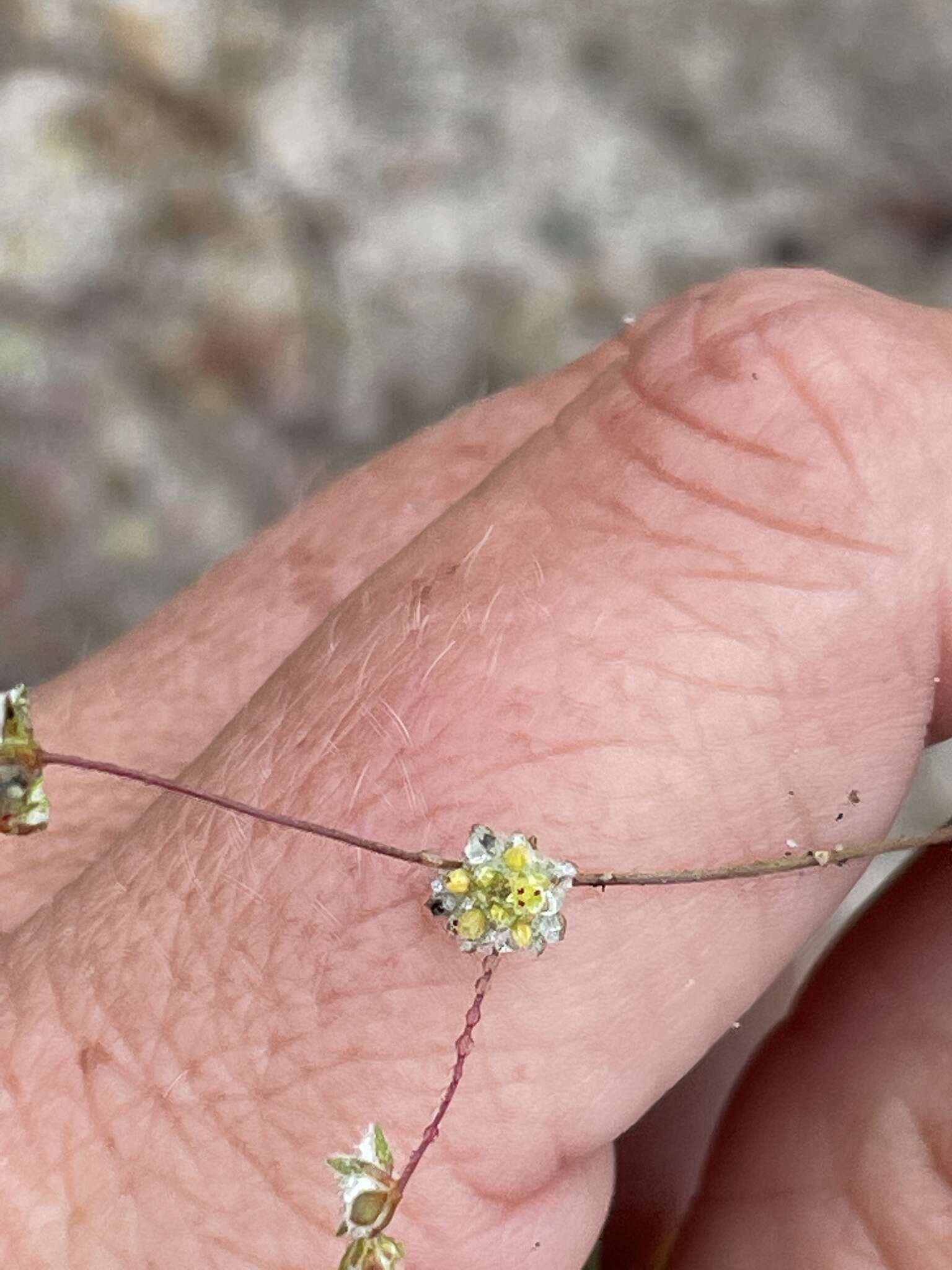 Image of cottonheads