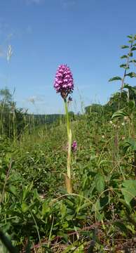 صورة Anacamptis pyramidalis (L.) Rich.