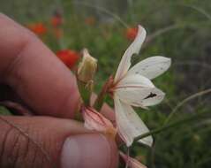 Image of Hesperantha muirii (L. Bolus) G. J. Lewis