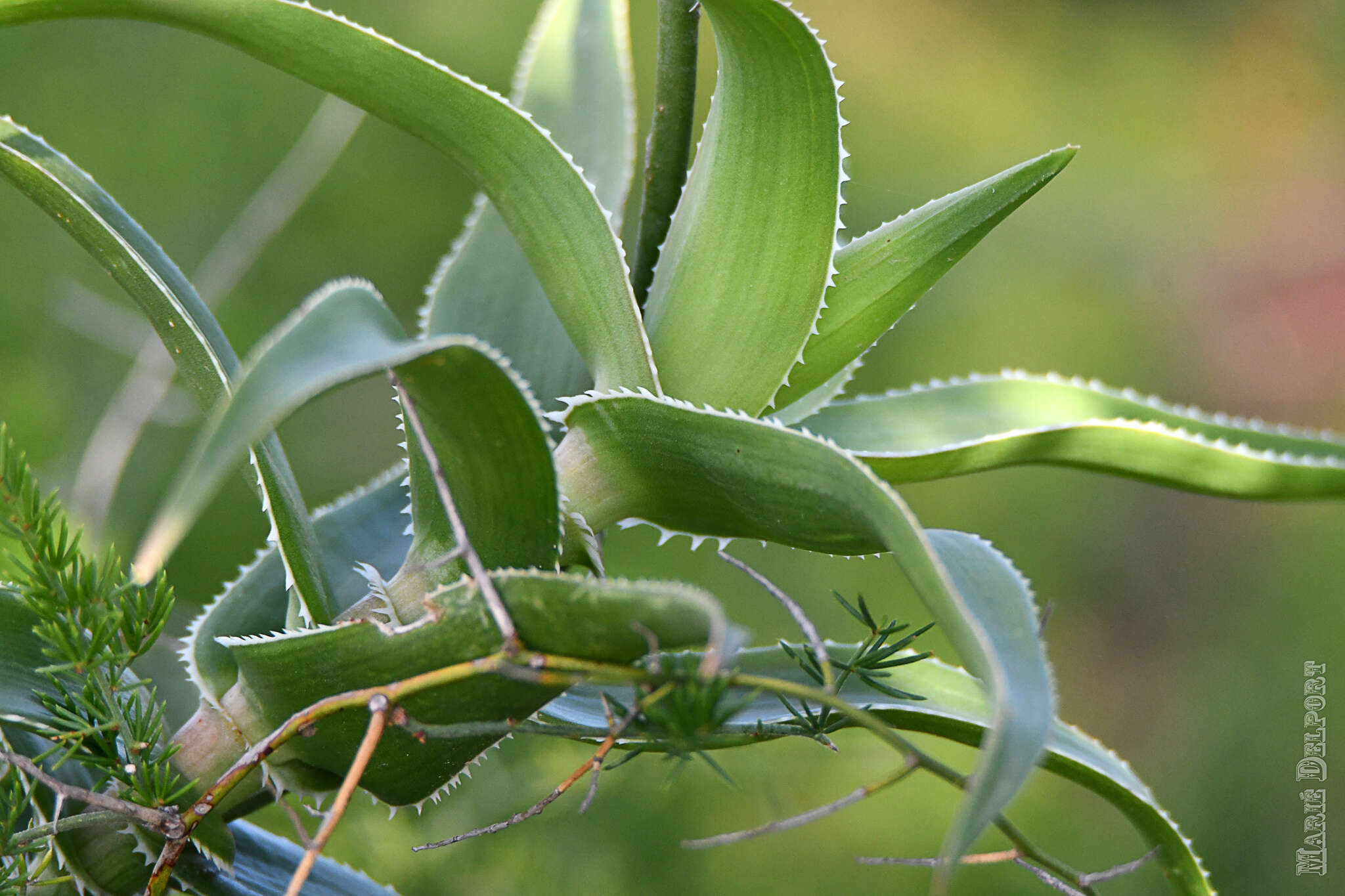 Image of Aloiampelos ciliaris var. ciliaris