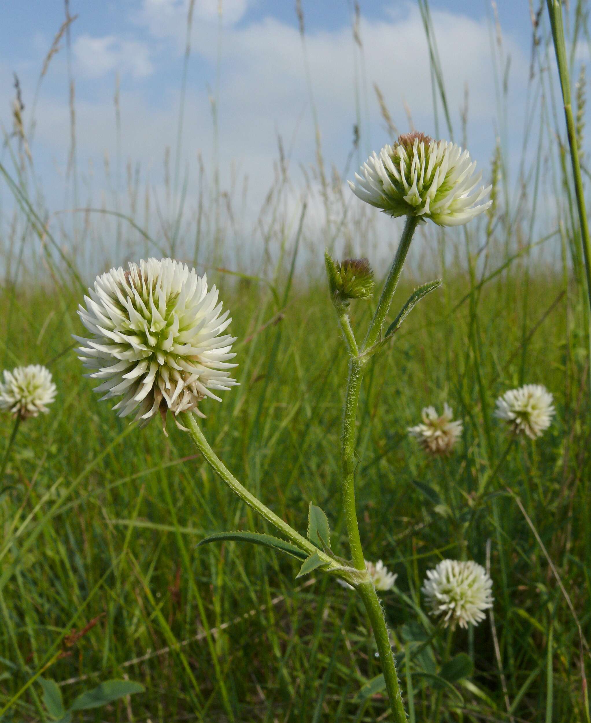 Imagem de Trifolium montanum L.