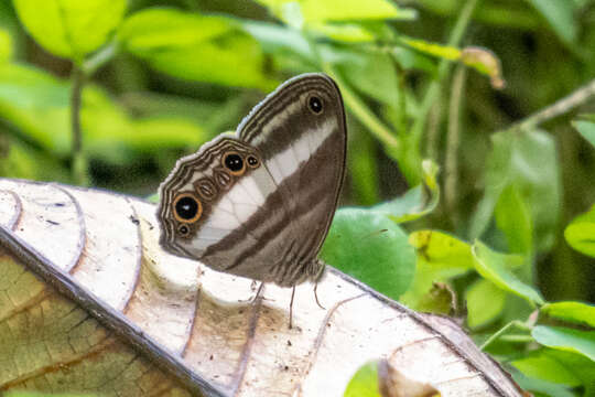 صورة Euptychoides albofasciata Hewitson 1869