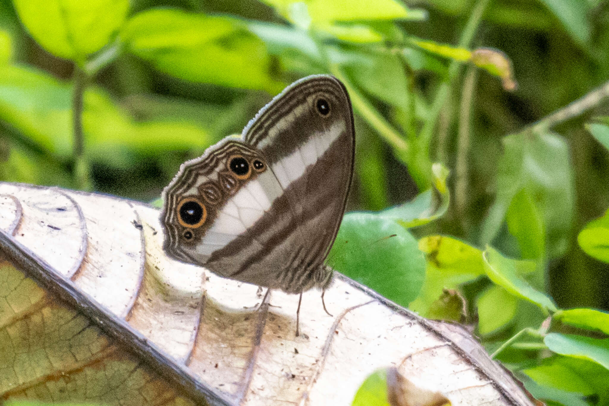 Imagem de Euptychoides albofasciata Hewitson 1869