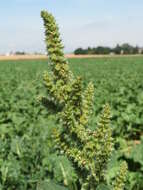 Image of redroot amaranth