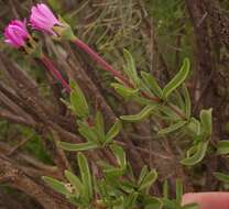 Image of Drosanthemum longipes (L. Bol.) Hartmann