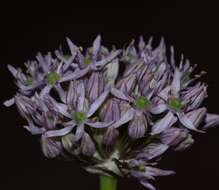 Image of black garlic