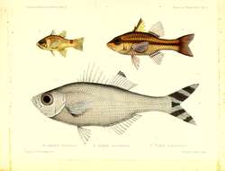 Image of Barred flagtail