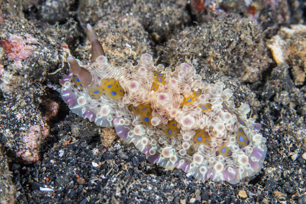 Image of Dendrodoris krusensternii (Gray 1850)