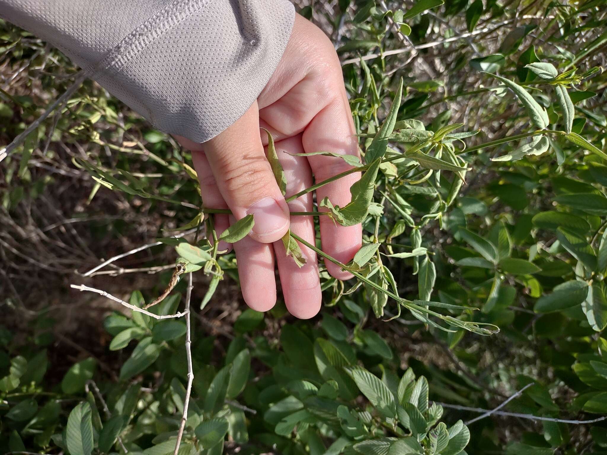 Image of smallflower wrightwort