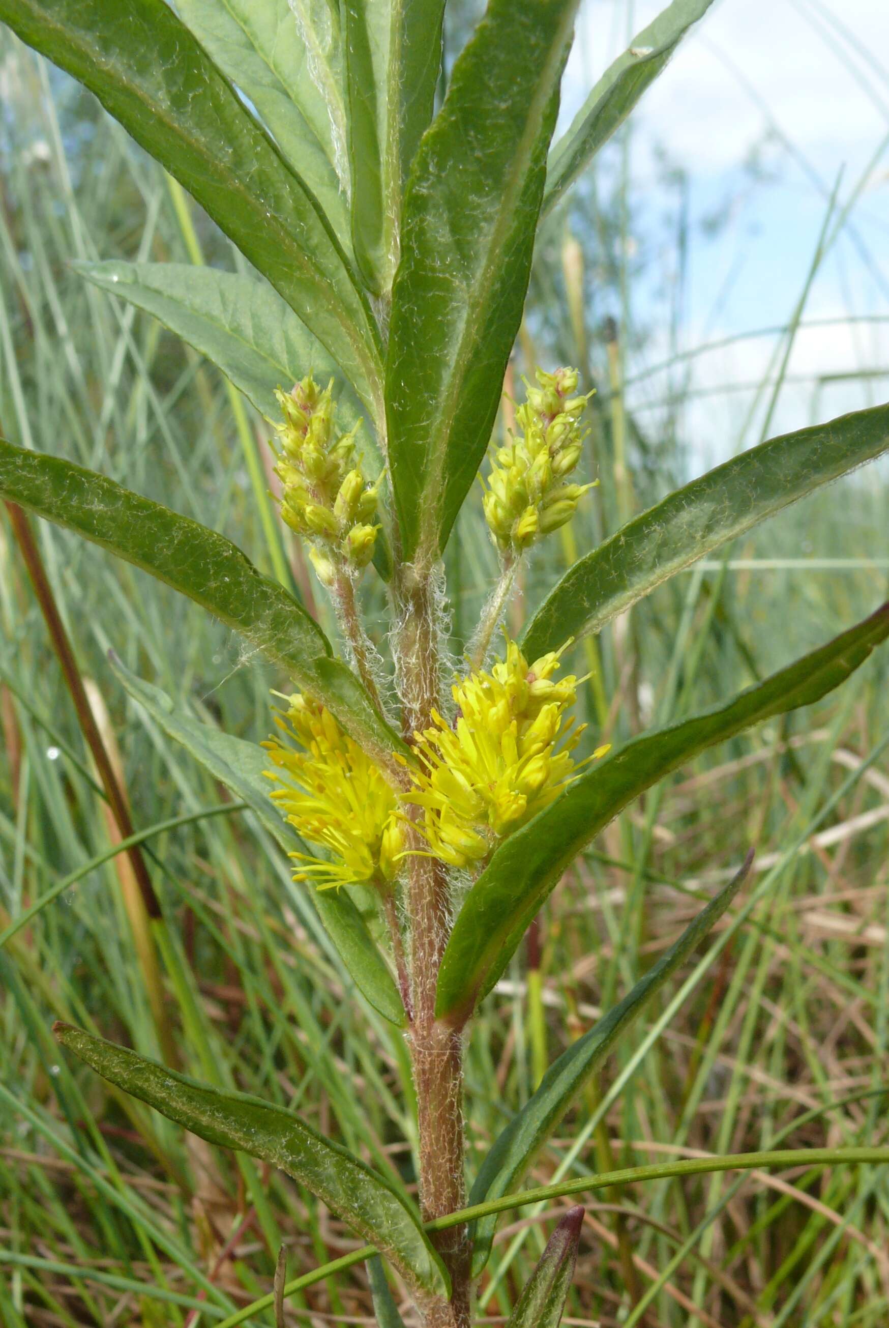 Image of Tufted Loosestrife