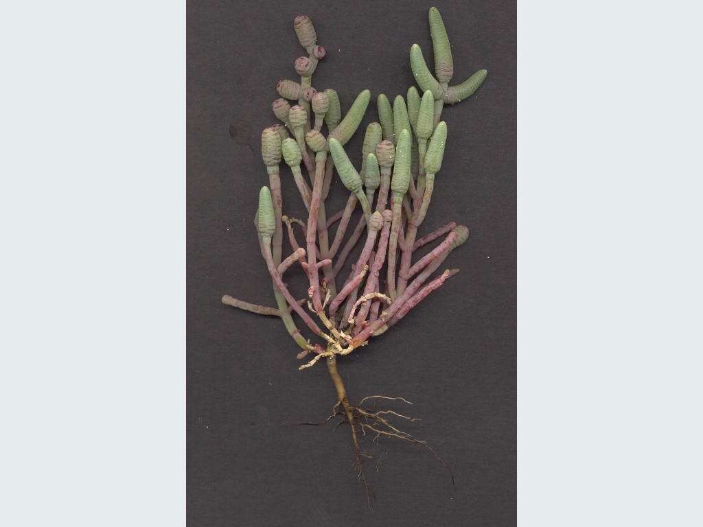 Image of Tecticornia australasica (Moq.) Paul G. Wilson