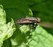 Image of Pherbellia cinerella (Fallen 1820)