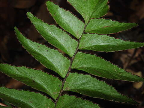 Imagem de Adiantum obliquum Willd.