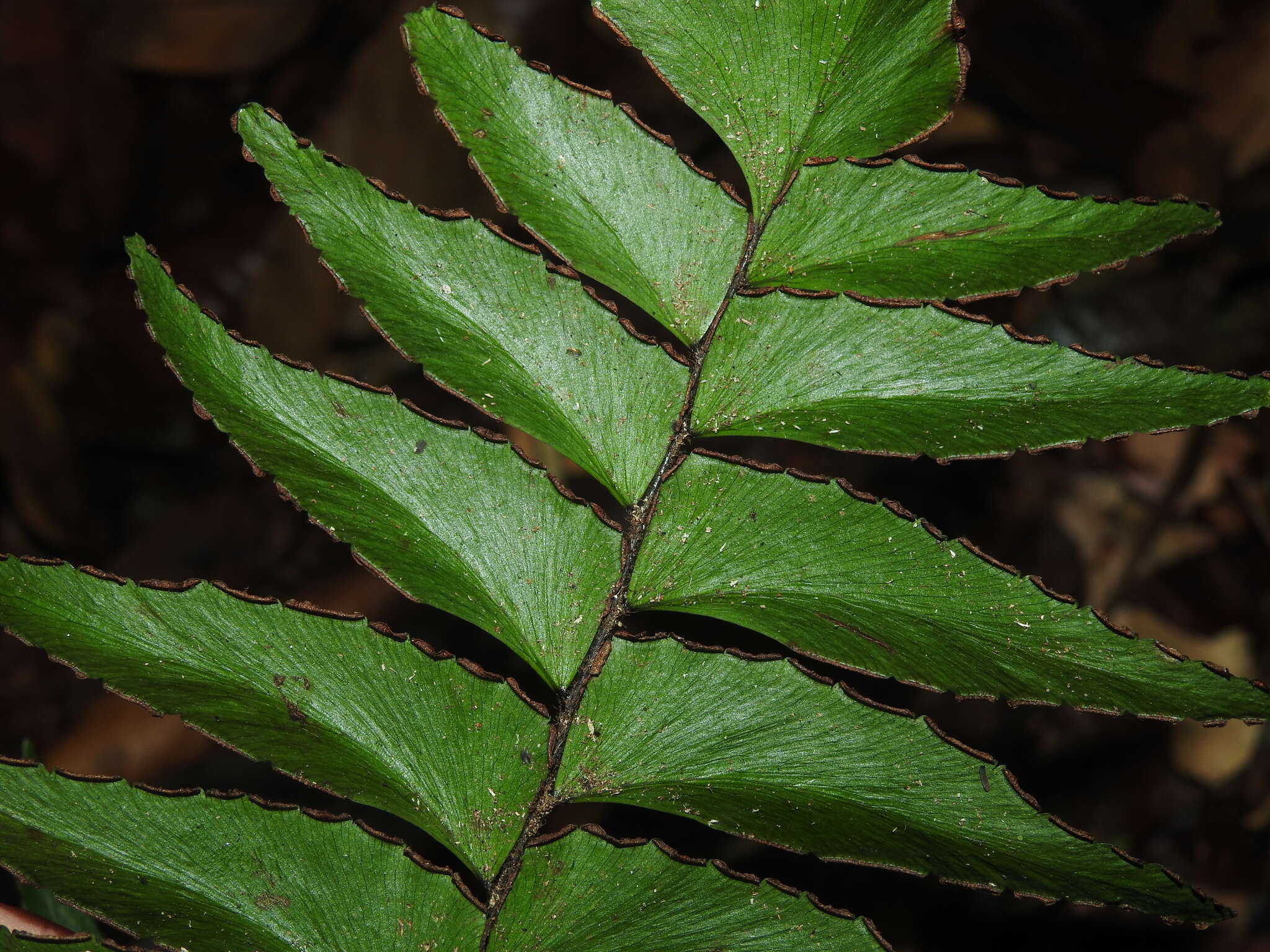 Image of Oblique Maidenhair