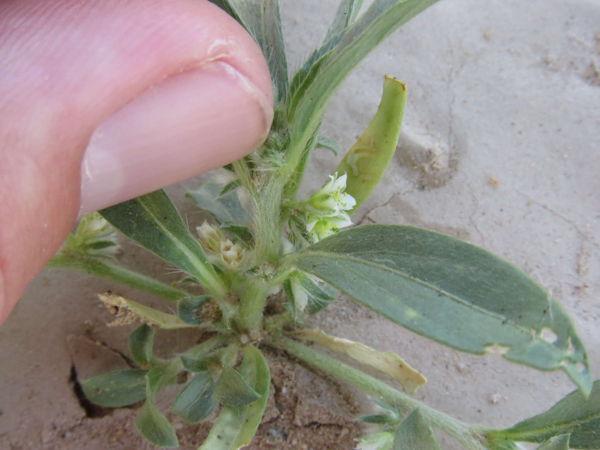 Image of California silverbush