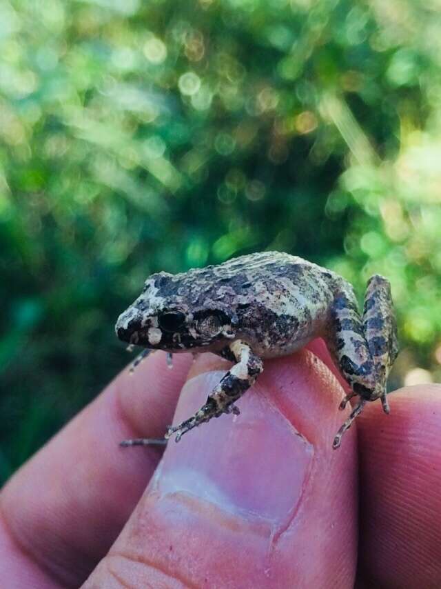 Image of Pygmy Free-fingered Frog