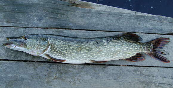 Image of Northern pike