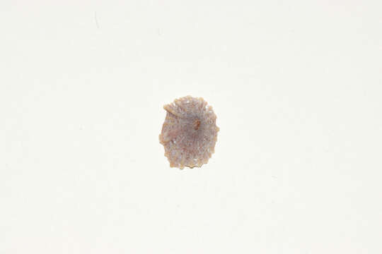 Image of Siphonaria japonica (Donovan 1824)