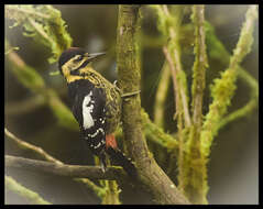 Image of Darjeeling Woodpecker