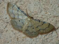 Image of Idaea politaria Hübner 1799