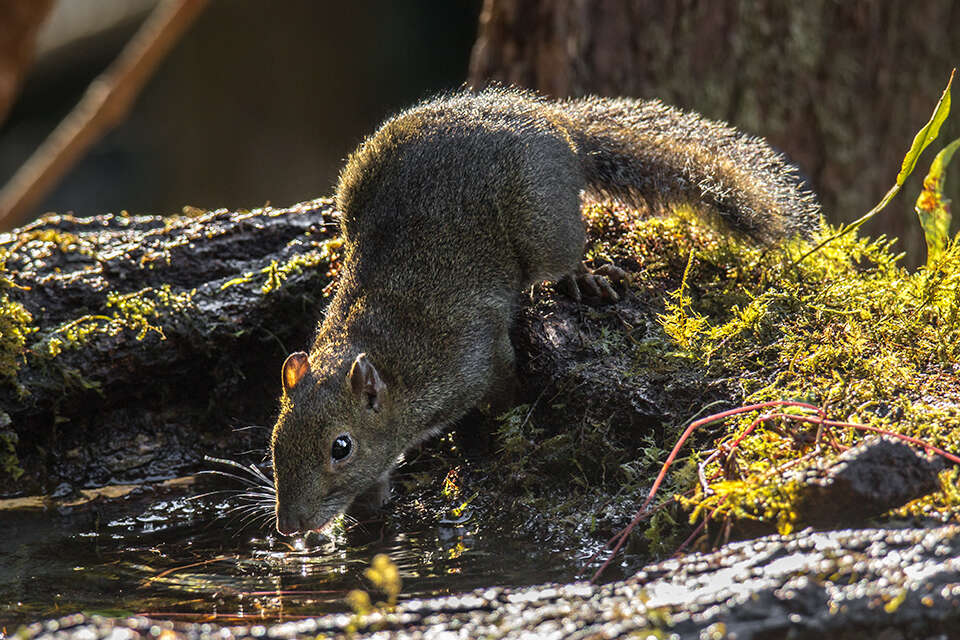 Image of Perny's Long-nosed Squirrel