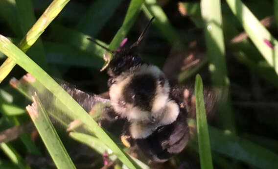 Image of Common Eastern Bumblebee