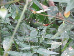 Image of Blue-faced Parrot-Finch