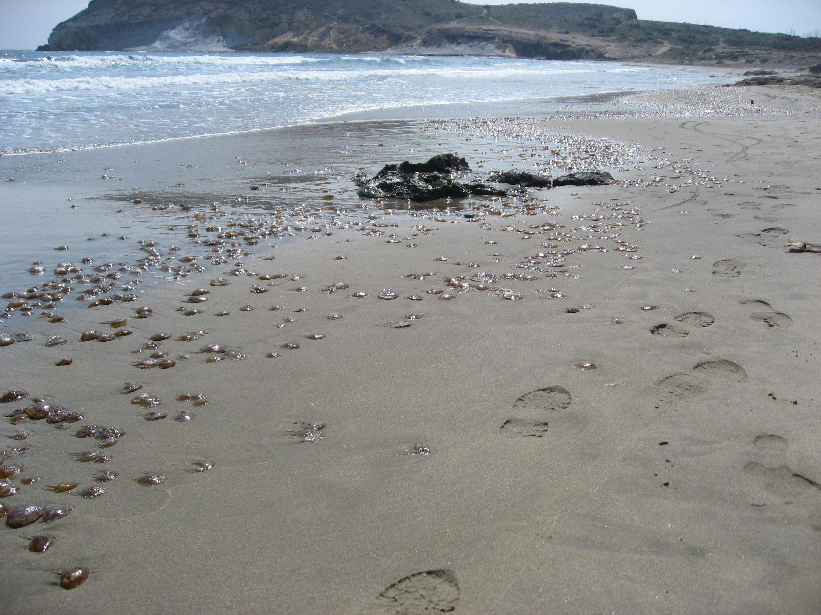 Image of Purplestriped jellyfishes