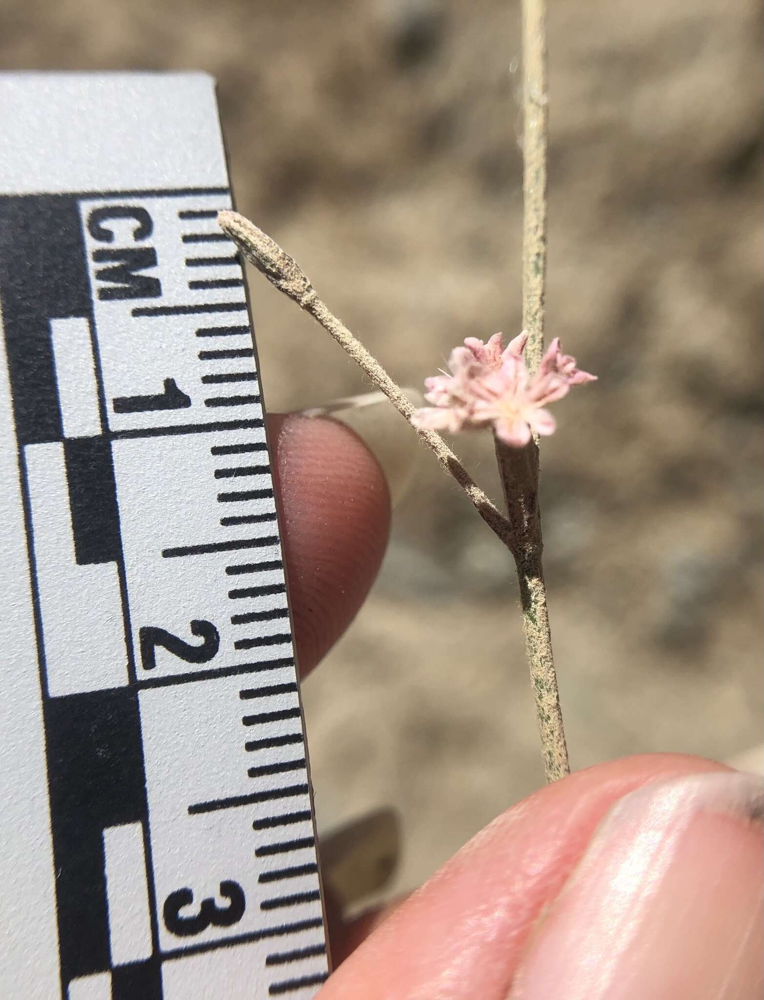 Image of chaparral buckwheat