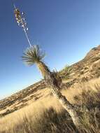 Image of Yucca elata var. elata