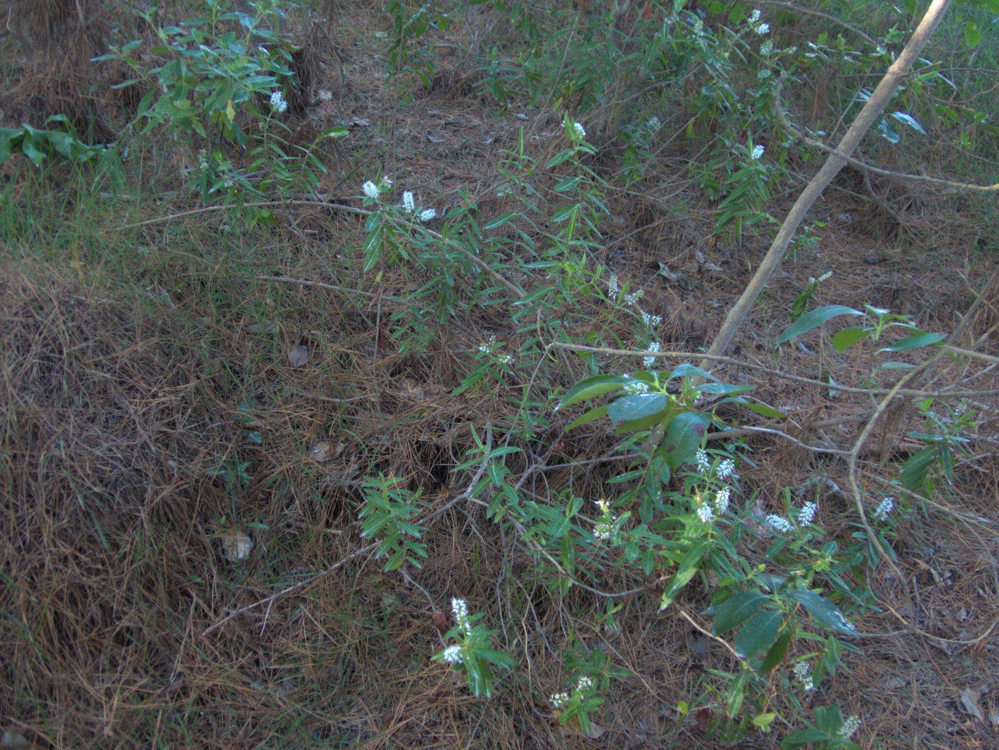 Image de Veronica pubescens subsp. pubescens