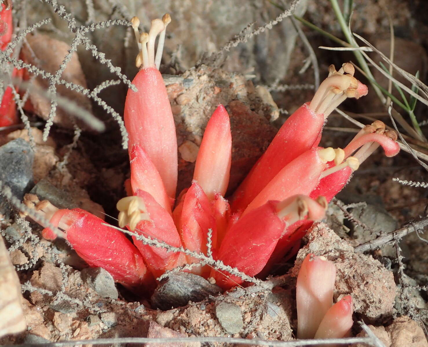 Image of Hyobanche glabrata Hiern