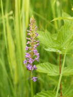 Image of fragrant orchid