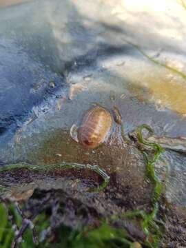 Image of Lepidochitona cinerea (Linnaeus 1767)