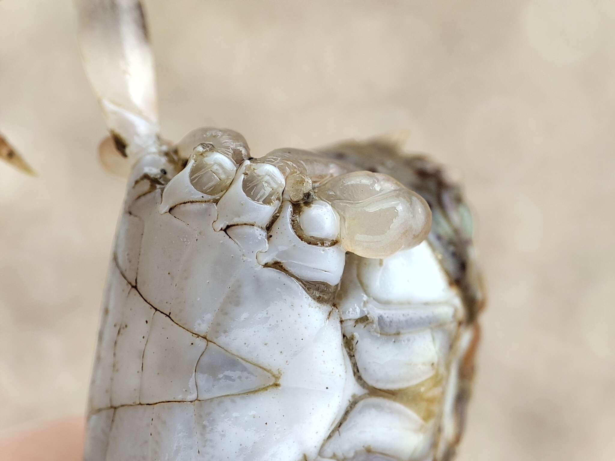 Image de Trissoplax dentata (Stimpson 1858)
