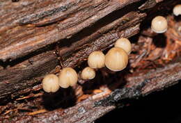 Image of Mycena subgalericulata Cleland 1931