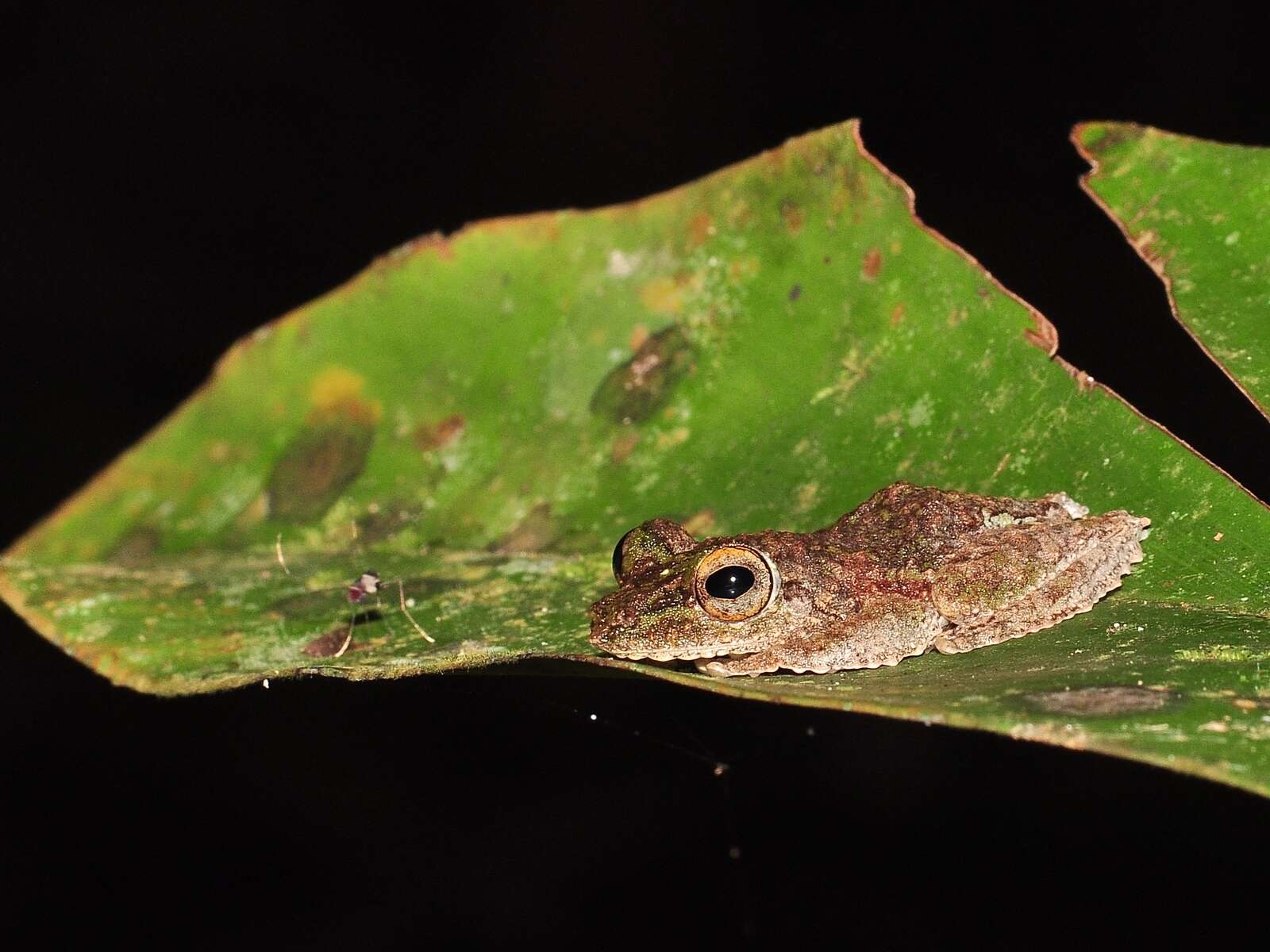 Image of Kurixalus chaseni (Smith 1924)