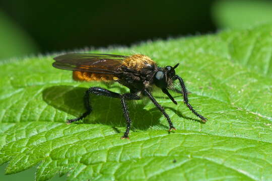 Image of Laphria sericea Say 1823