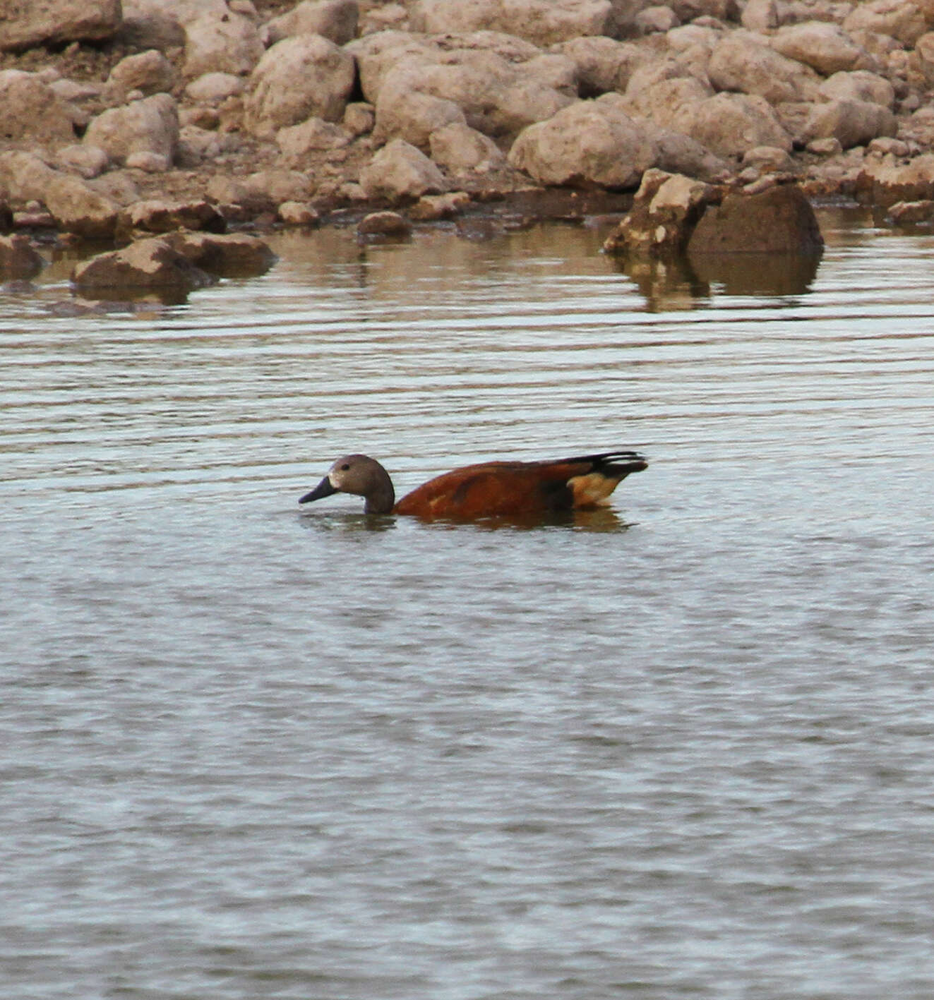 Image of Cape Shelduck